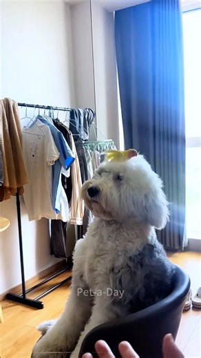 They don't speak the same language... and it's absolutely hilarious.🦜🐕FunnyPets #AnimalFriends#fpy