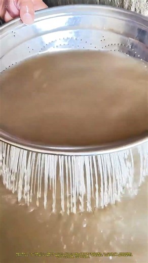 水中での魚捕り：漁師の手作業が生む「新鮮さの秘密」