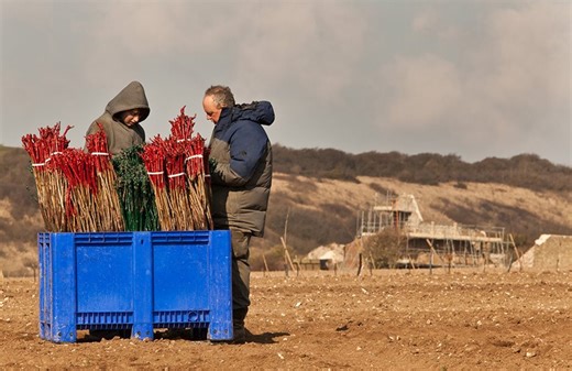 Σπάει ταμεία η ζήτηση για καινούριες φυτεύσεις από τα Σχέδια Βελτίωσης