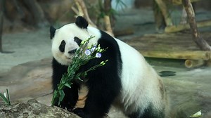 Giant pandas no longer endangered but still vulnerable, China says