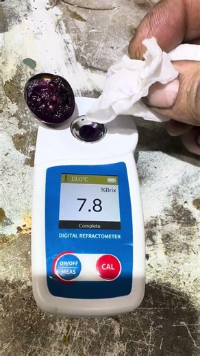 Brix testing a dwarf purple tomato grown completely indoors