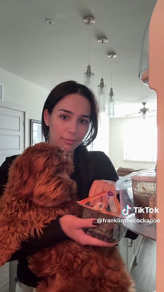 from the drafts #dogtok #dogsoftiktok #puppytok #cockapoo #cockapoosoftiktok #blueberries #fyp