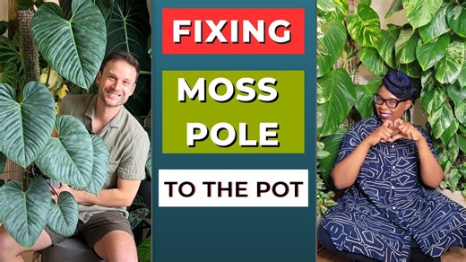 How To Fix A Moss Pole To A Plant Pot