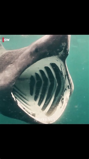 33-Foot Shark... Eats Almost Nothing! 😱🦈