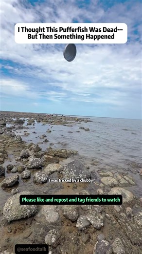 I Thought This Pufferfish Was Dead… But Then Something Happened While exploring the beach during low tide, I stumbled across something strange in a small tide pool. At first it looked like a dead pufferfish floating in the water, but the situation quickly turned into one of the weirdest beach moments I've ever experienced. Tide pools are full of surprises. As the ocean pulls back, creatures like octopus, crabs, small fish, and pufferfish often get trapped in shallow pools between rocks. Some of 