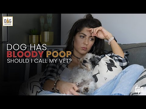 Dog Has Bloody Poop: Should I Call My Vet? | Dr. Nancy Reese Deep Dive