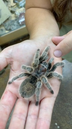 Beginner-Friendly Pet Spiders Guide