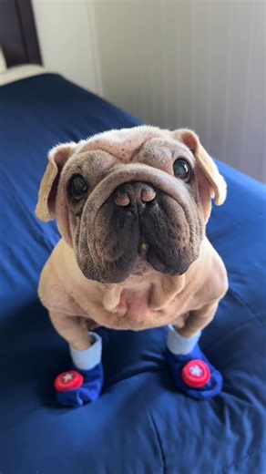 Mork Rescue Dog on Instagram: "Superhero Sexy Socks! We missed it yesterday so here you go ❤️😋 🧦 #captainamerica #cutedog #socks"