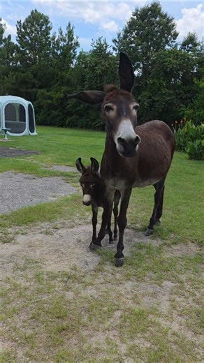 little donkey getting around #fypシ #burrito