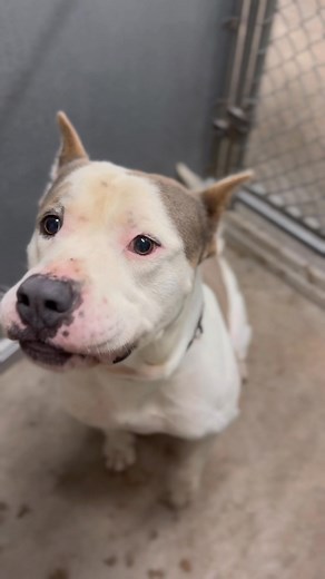 34 shares | safe top of list roswell animal shelter tel 5756246722 zeke a talented 2 year old pitty . 52lbs . will wait for treats, gives paws and more. id a010592 to adopt have a vet appointment for neuter/rabies shot . can adopt in person or via email . can put dogs in 24 hour hold | Jo Wallace | Facebook