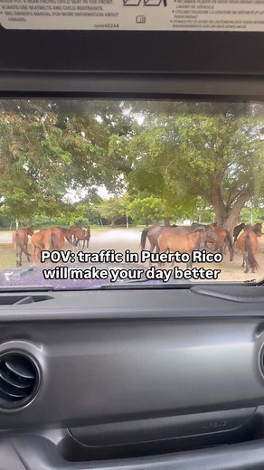 If you’ve ever been to Vieques, Puerto Rico 🇵🇷 you already know… the traffic hits different. 🐴✨ The horses are everywhere…on the beaches, in the streets, outside restaurants, even napping in the middle of the road. Here are the facts most visitors don’t know about the famous “wild” horses of Vieques 👇🏼 ✨ They’re not truly wild - they roam freely, but most of them belong to local families. Think free-range community horses. ✨ They’re mostly Paso Fino - A smooth-gaited Puerto Rican breed that