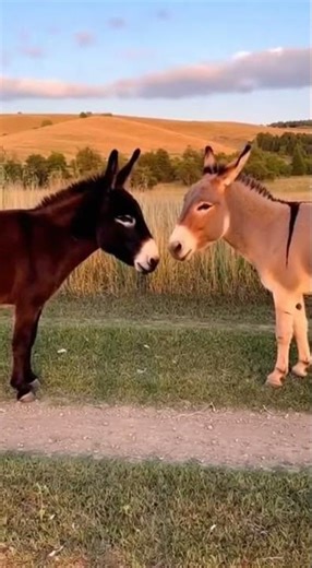 Donkey Waits for Other Donkey to Move First 😂