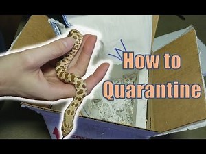 Unboxing, Sexing, & How to Quarantine Hognose Snakes