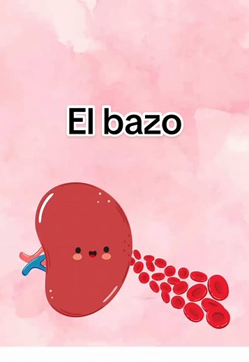 El bazo: Importancia y Funciones Vitales