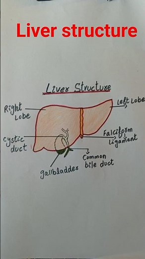 #ShortVideo Liver Structure Diagram | Human Liver Parts Labeled