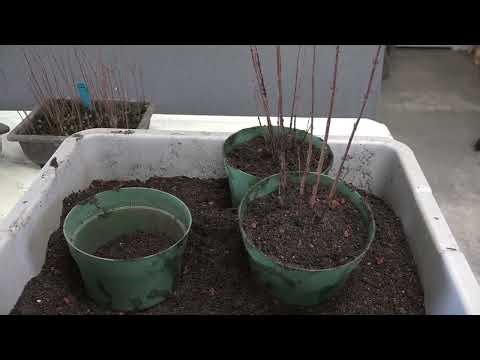 Last Year's Trident Maple Seeds Jan 2026