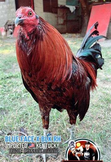 Battle Tested Breeding Farm (@battletestedbf)’s videos with Devil Stalking - Soldier Hard