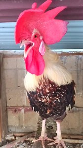 rooster crowing sound effect | different rooster sounds | rooster crowing compilation plus #Roostercrowingsounds #RoosterCrowing #differentroostersounds #rooster #chicken #Roostercrowinginthemorning #RoostercrowingsoundsEffect #20Roostercrowing #RoosterCrowingCompilation #roostercrowing #roostercrowingalarm #roostercrowing | Wild BIRDS