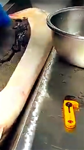 How to extract caviar from a fish without killing it? #fact #shorts #facts