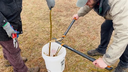 How to plant hundreds of trees fast with live staking | Maryland Department of Natural Resources posted on the topic | LinkedIn