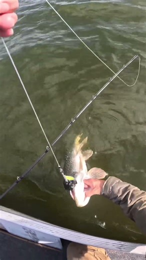 Big Pike are so much fun #fishing#fypシviral#fypシ#lakeofthewoods#guiding