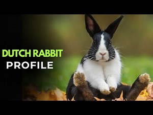 Dutch Rabbit 🐇 | Classic Two-Colored Bunny 🇳🇱 | Full Breed Profile, Traits & Care Guide