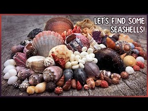 Collecting Cowries & Mini Shells on the Shore | Shelling at Low Tide