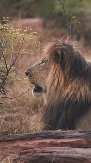 Real Lion Roaring Sound