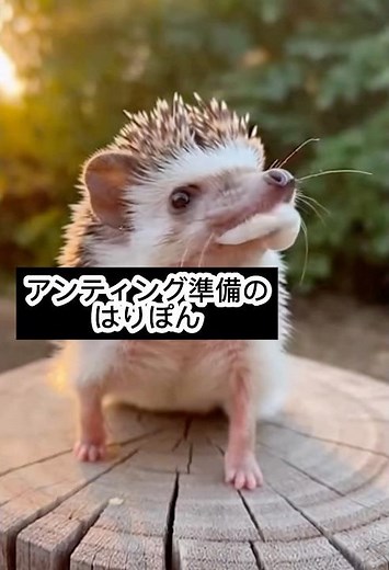 How to raise a hedgehog and how to feed it #hedgehog #dailylifeofhedgehogs #raising