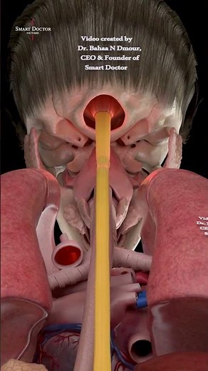 From Brain to Pelvis | The Spinal Cord in 3D 🧠⚡