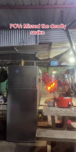 Understanding the Malaysian Pit Viper