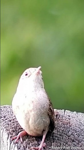 House Wren singing