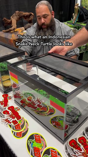 5.8K views · 64 reactions | Would you keep an Indonesian Snake Neck Turtle?  | Aquashella Aquarium Festival | Facebook