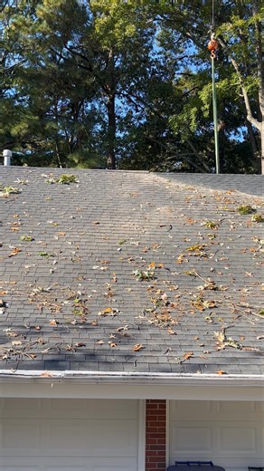 Beaver Tree on Reels