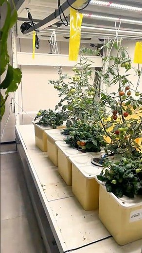 Dutch Bucket Hydroponic System for Growing Tomatoes