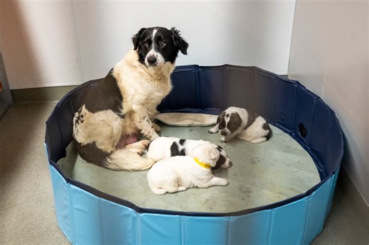 Pet Alliance opens new $15 million shelter with 25,000 square feet of space