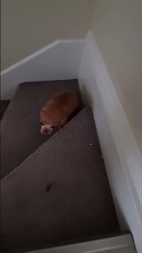 CHIHUAHUAS IN TROUBLE For Pooping In The House!