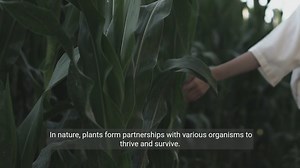 The Secret World of Plant Partnerships