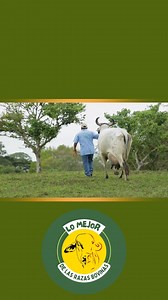 En la 60ª Exposición Nacional de Ganado en Tuxtla Gutiérrez, Chiapas, Aladina de Oro Verde 2733/8 sorprendió al mundo. 🔥 ¡36.887 kg de leche al día en dos ordeños! 🔥 🔹 A sus 6 años, se convirtió en la vaca Sardo Negro más productiva de México 🏆🥛 🔹 Y su historia de éxito empezó antes… En la Exposición Nacional de Ganado Sardo Negro Palenque, Chiapas 2022, con solo 4 años, estableció el récord nacional joven con 25.377 kg diarios. | Lo Mejor de las Raza Bovinas