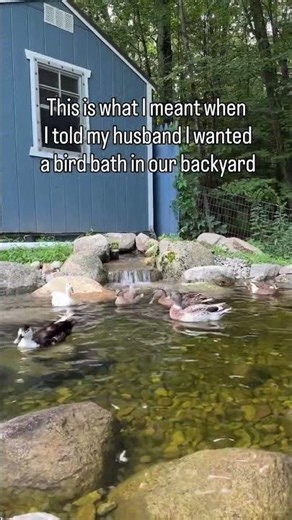 My dream bird bath is filled with ducks🦆 This pond setup is an Aquascape ecosystem pond by