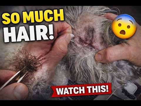 Dog Ear Cleaning, Hair Plucking, ASMR POV Satisfying #grooming