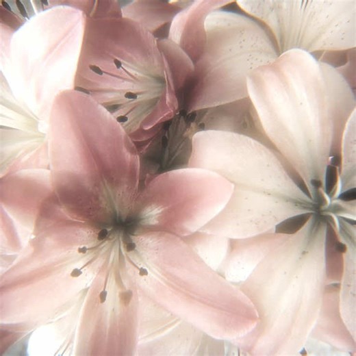 They’re soo cute!! ☺️#adoptme #robloxfyp #roblox