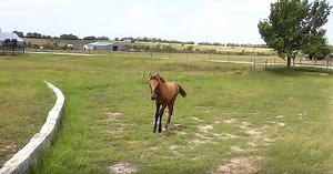 How A Mama Horse Teaches Her Baby