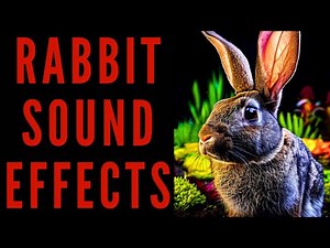 RABBIT SOUND EFFECTS - Rabbit Sound Bites