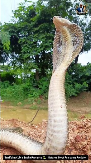 Terrifying Cobra Snake Presence 🐍 | Nature’s Most Fearsome Predator #snake #cobra #wildlife