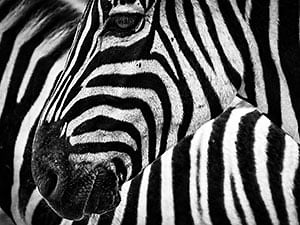 The science behind animal coloration