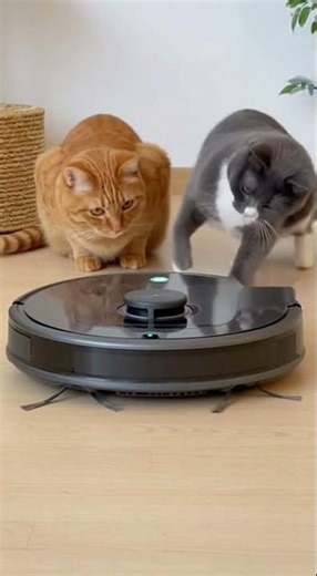 They Discovered a UFO 🛸😱 #cat #cats