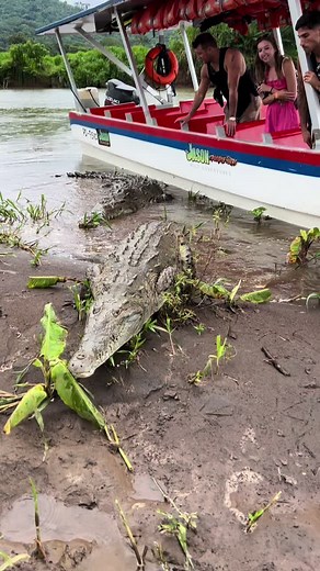 Crocodile Encounter on the River Adventure