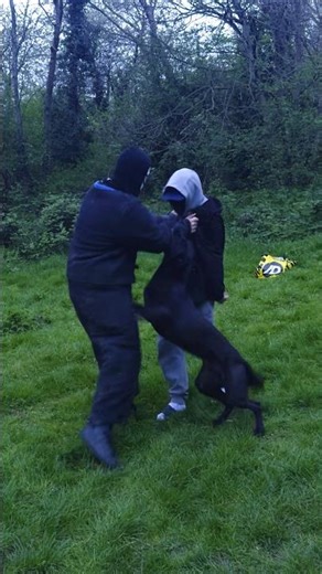 Black Malinois Protection Dog
