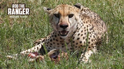 Check out this female cheetah having a wild brunch